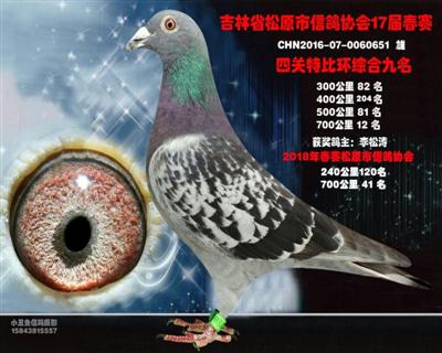 李松涛成绩鸽