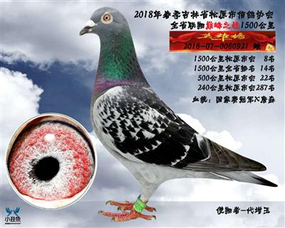 代增玉成绩鸽