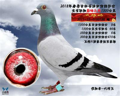 代增玉成绩鸽