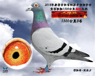 武成财成绩鸽