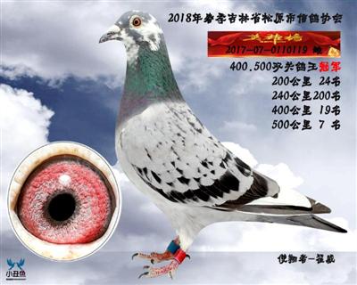 翟威成绩鸽