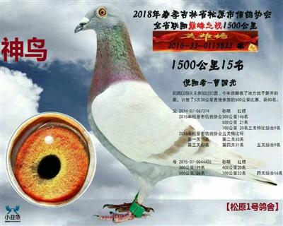 曹国光成绩鸽