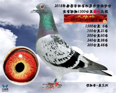 盖立刚成绩鸽