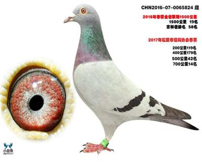 孙立文成绩鸽