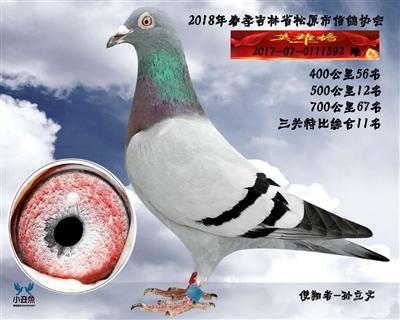 孙立文成绩鸽