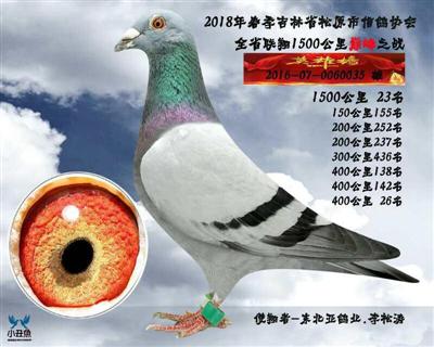 李松涛1500公里成绩鸽