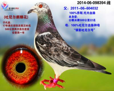 《吐尼尔麒麟花》