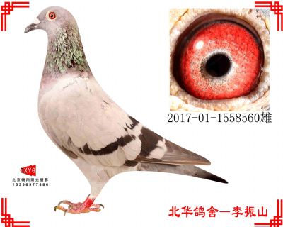 万德维根X霍夫肯,2017011558560雄
