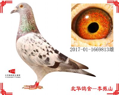霍夫肯同父异母,2017011669813雄