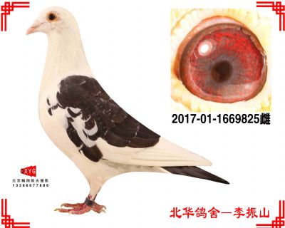 霍夫肯X杨阿腾,2017011669825雌