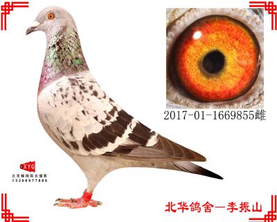 凡龙X公牛,2017011669855雌