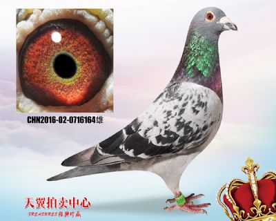 乔司佛卡门藩特多重近血