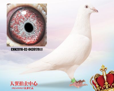 白色大盗