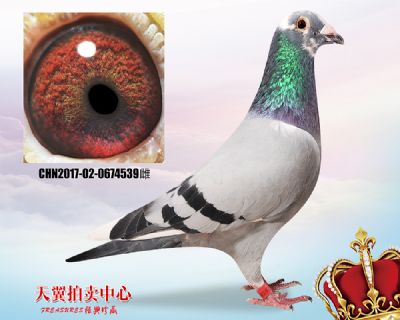 杨欧瓦克超级484双重近血