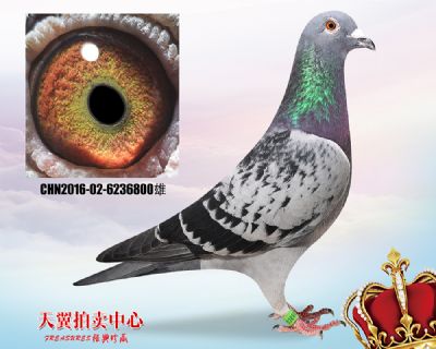 波西瓦 中距离快速