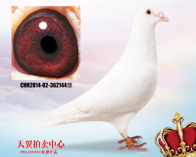 实战白鸽【白色大盗】