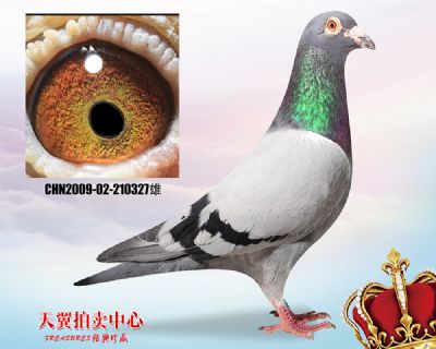 【公棚实战鸽系】波西瓦