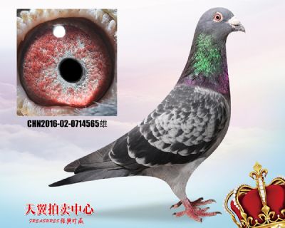 埃米尔.丹尼斯 实战快速