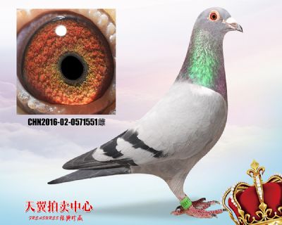 奶酪小子多重近血