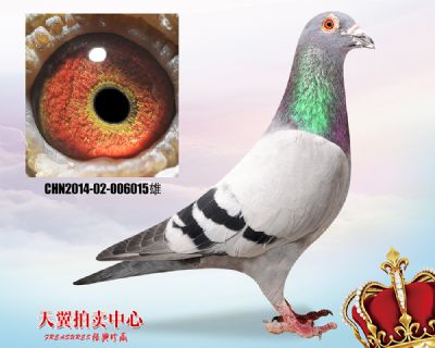 【中距离快速】金鹰7名父亲 波西瓦