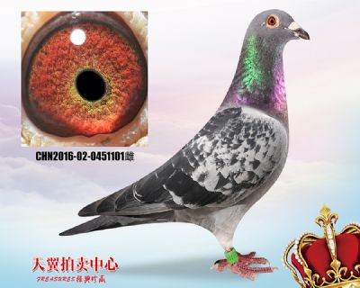 多关实战快速【乔司佛卡门】