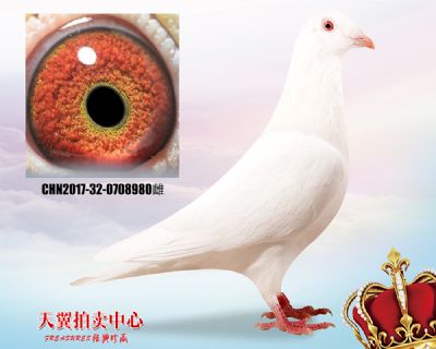 沙奇士 鲁道克拉森 小白12近亲
