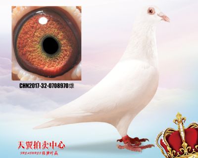 鲁道克拉森 小白12近亲