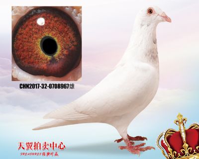 沙奇士鲁道 小白12近血