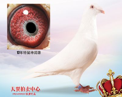 【白色大盗】17年特留种雄