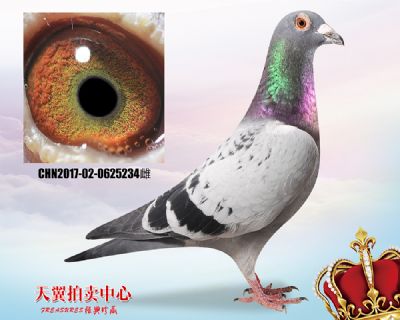 波西瓦【公棚快速典范】