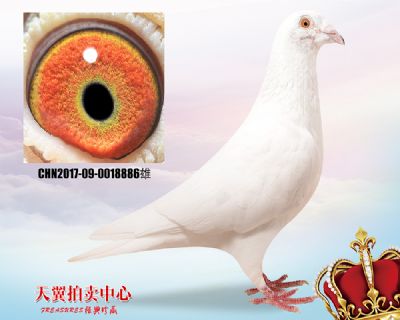 鲁道克拉森 小白12近血