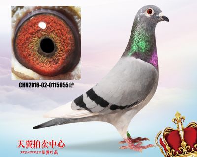 杨欧瓦克超级484近血