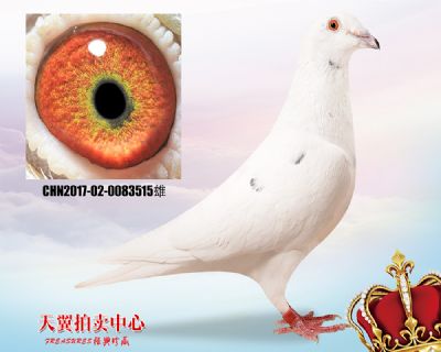 沙奇士 鲁道克拉森小白12近血特留