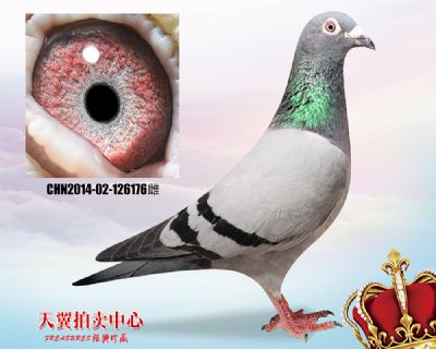 500公里5名母亲【夏拉肯】