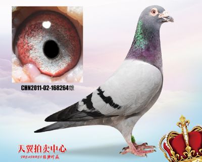 盖比.大铭鸽白腹号近血