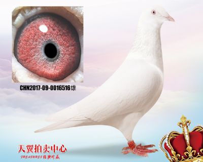 白色大盗