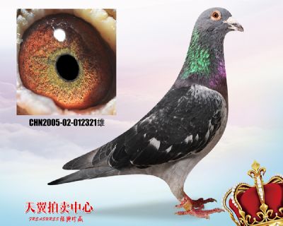【鸽王源头】乔司佛卡门 藩特近亲