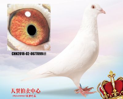 沙奇士 鲁道小白12近血