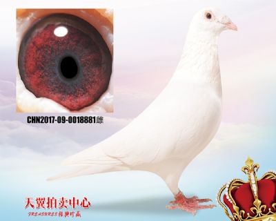 多关优异【白色大盗】