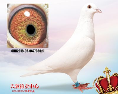 沙奇士 小白12近血