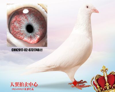 白色大盗