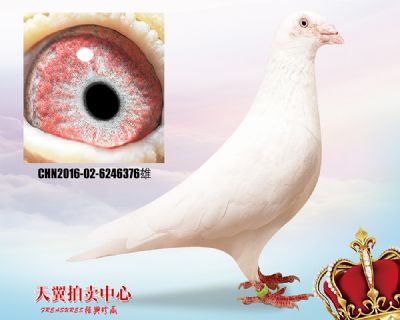 多关必备【白色大盗】