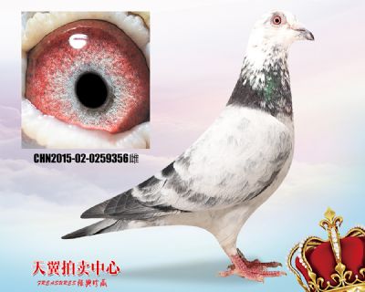 鲁道克拉森 超级克拉克69近血
