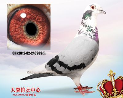 杨欧瓦克超级484近血
