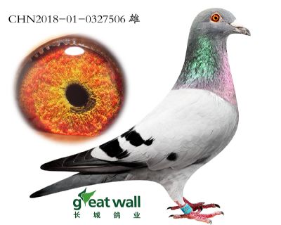 5.速霸龙血系.0327506