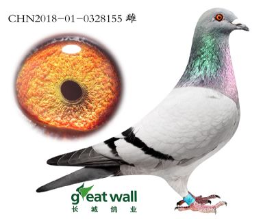 6.鲁道x霹雳朵拉.0328155
