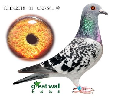 9.鲁道血系.0327581