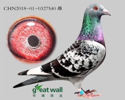 10.鲁道血系.0327540