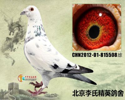 父亲朝阳400公里冠军鲁道克拉森