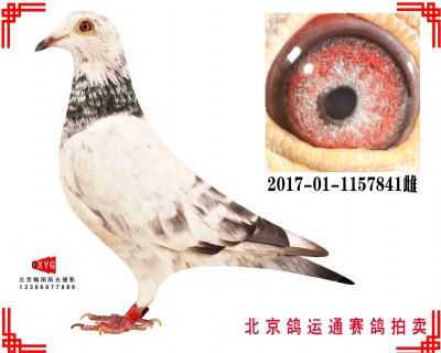 凡龙银影,550公里133名,2017011157841雌